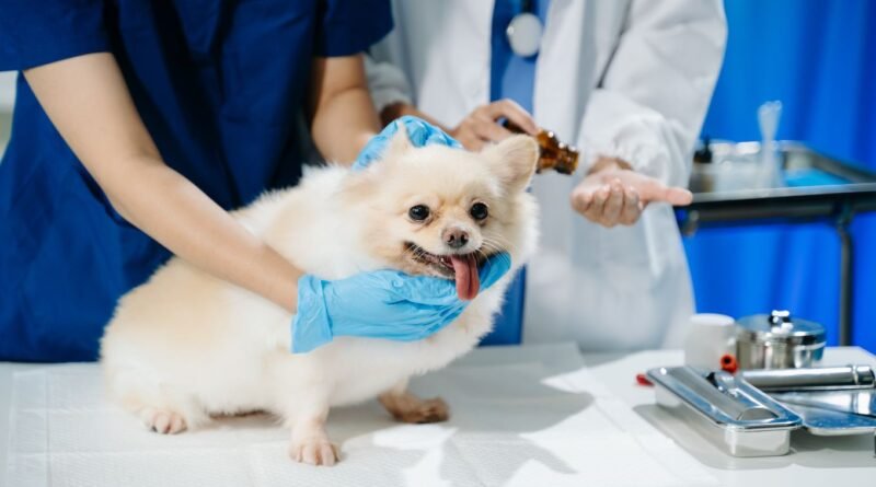 UFPA oferece Mestrado em Saúde Animal na Amazônia